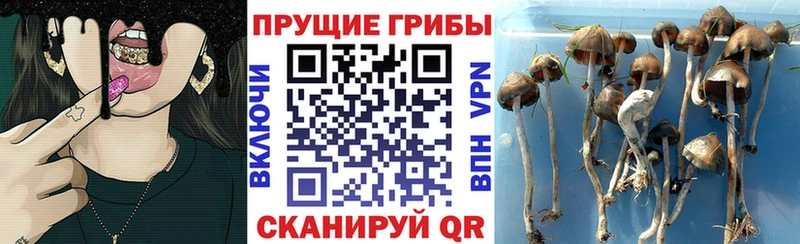 купить  цена  кракен tor  дарк нет официальный сайт  Любань  Псилоцибиновые грибы Psilocybe 